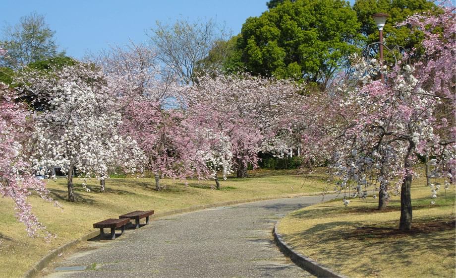 ちびっこさくら広場