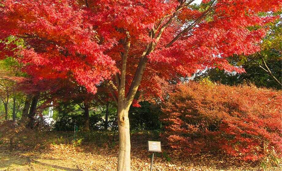 紅葉の森