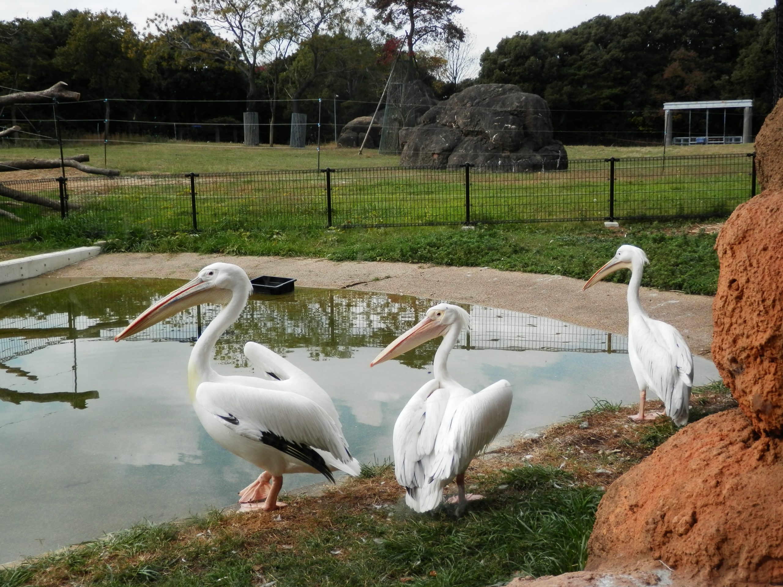 鳥の繁殖