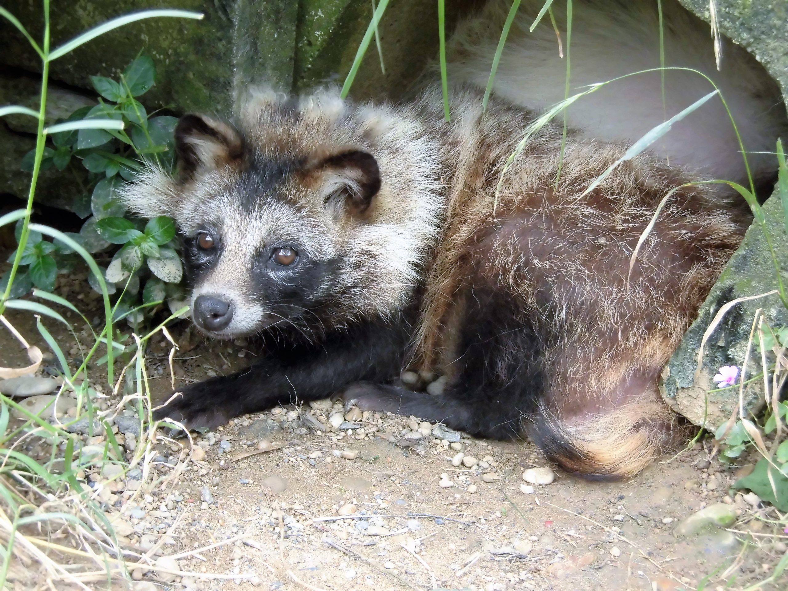 「姿が見えるだけでもラッキーな郷土の動物たち」