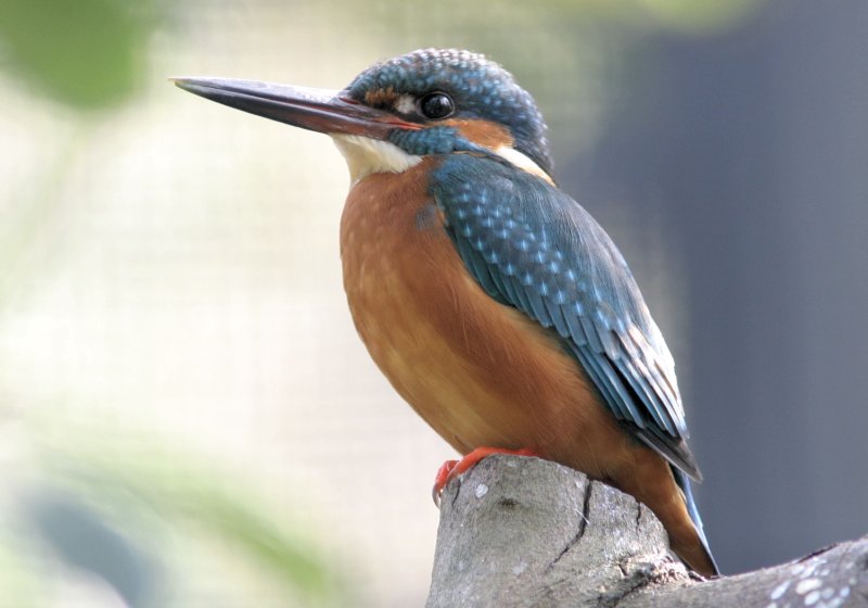 マニア必見！！野鳥園。