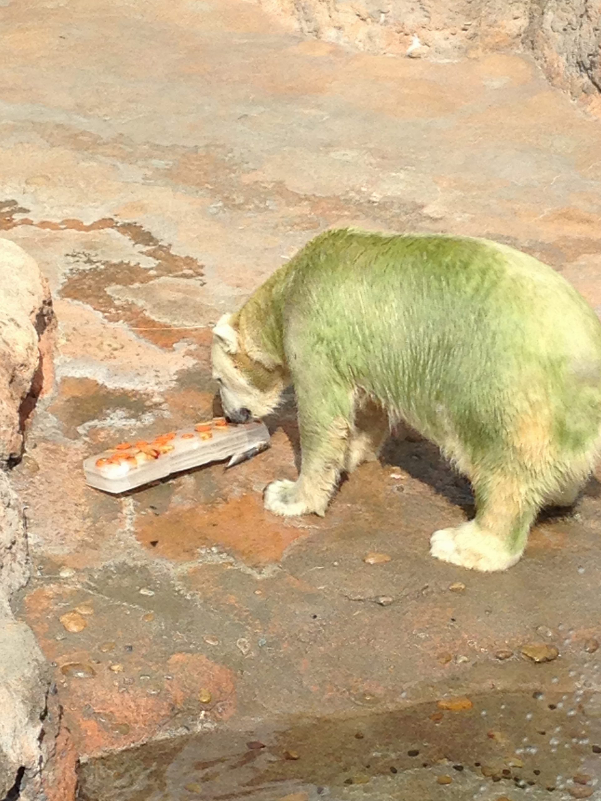 ホッキョクグマの夏。