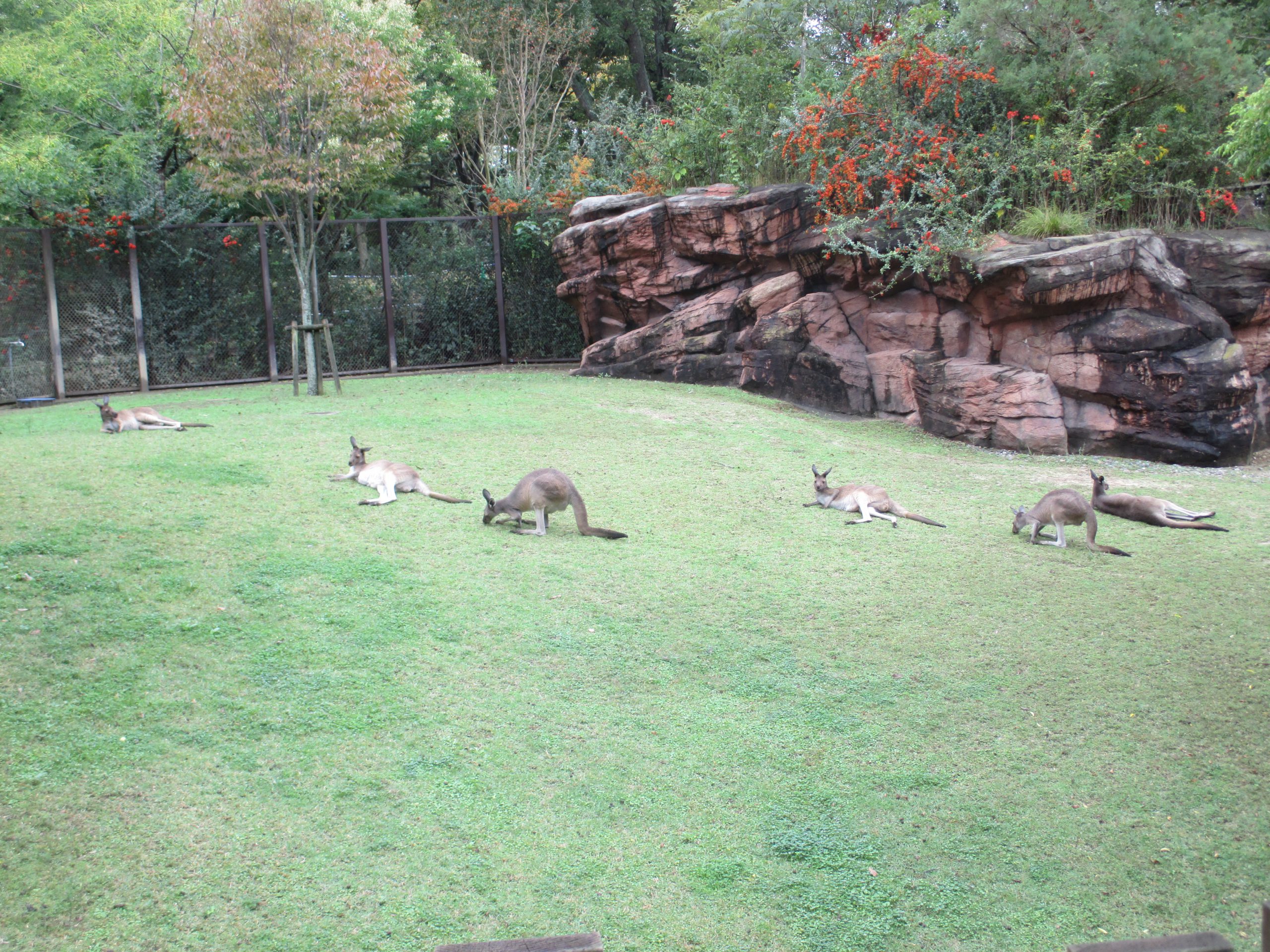 オーストラリア園の秋