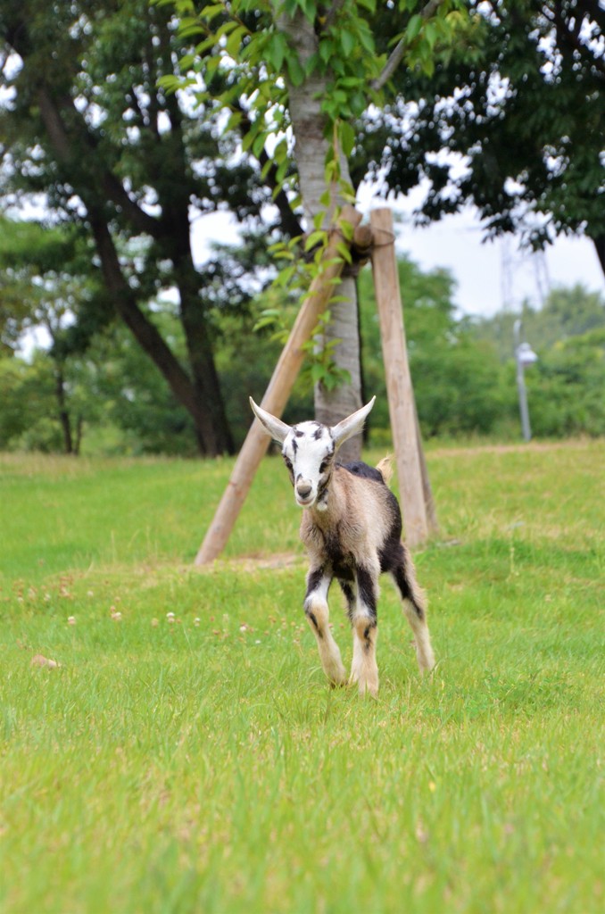 動物たちの成長