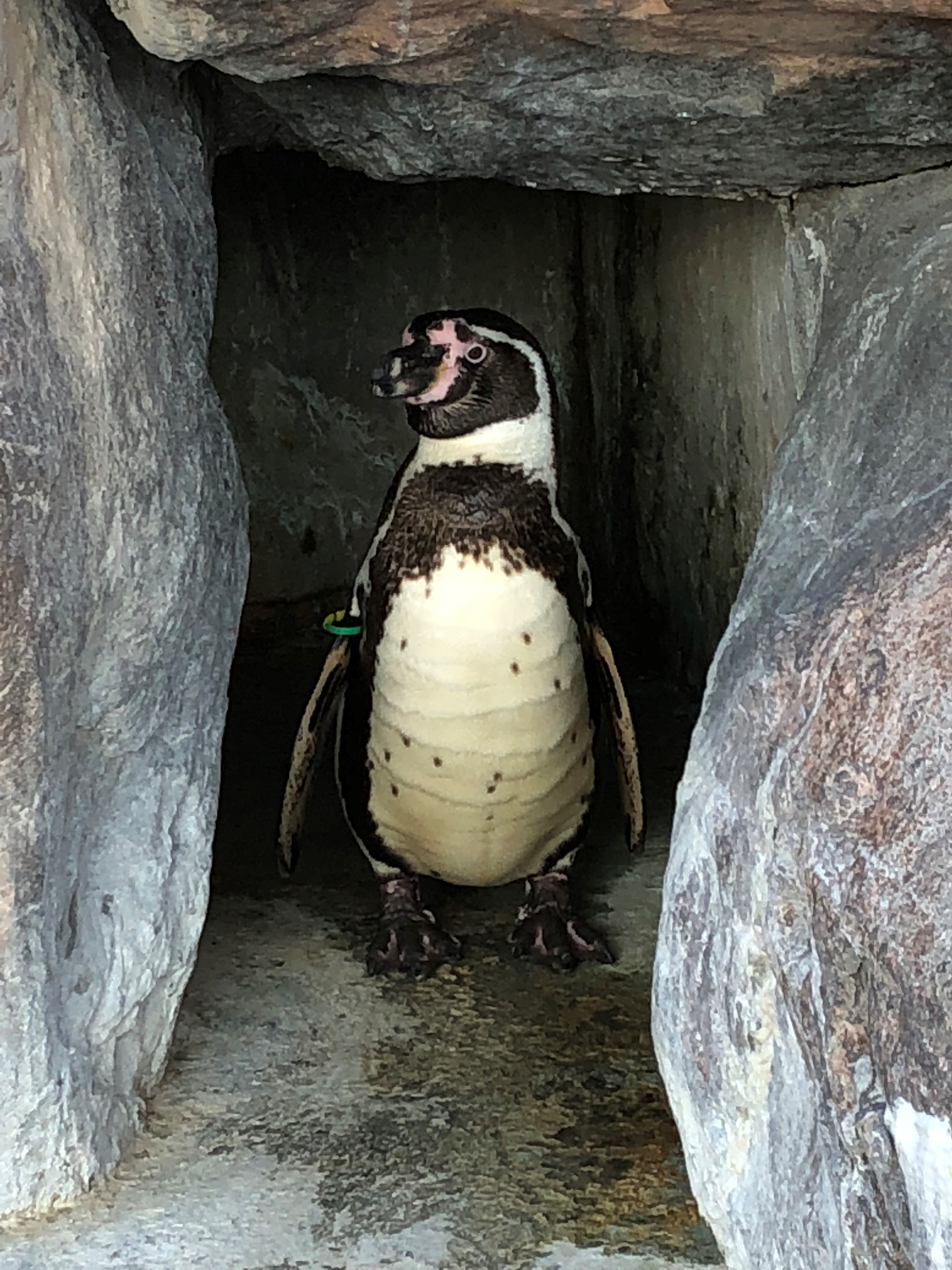 このペンギンは誰だ？