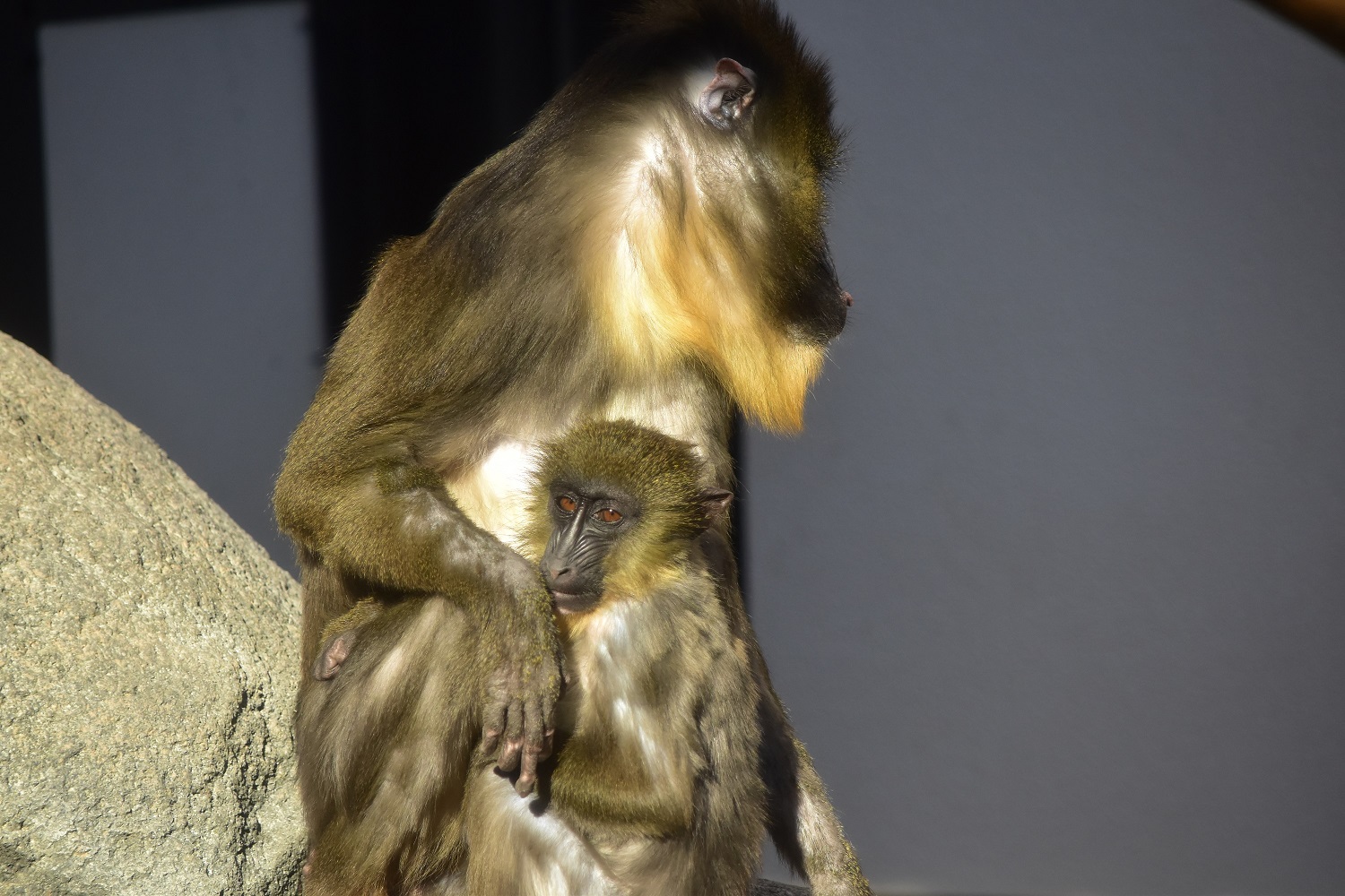 マンドリルのアラタが誕生して１年４か月が過ぎて