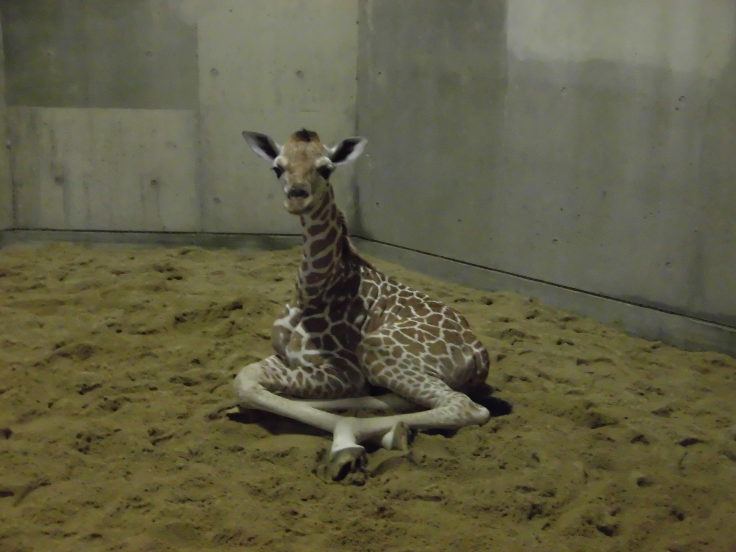 家族がふえました。