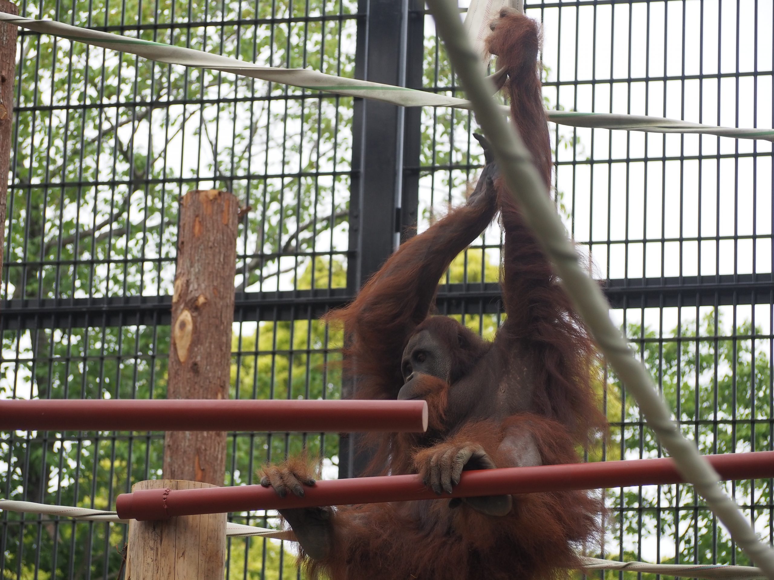 オランウータン舎近況報告