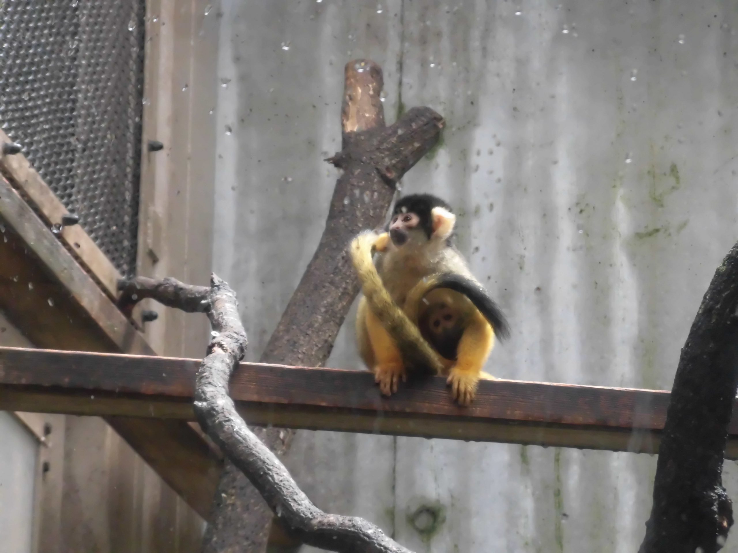 リスザルの赤ちゃんと今後