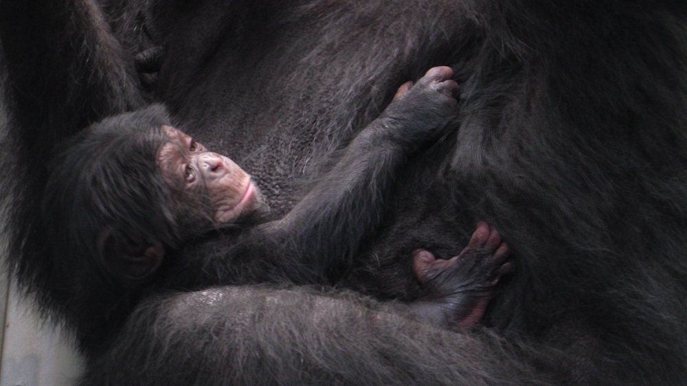 チンパンジーの誕生