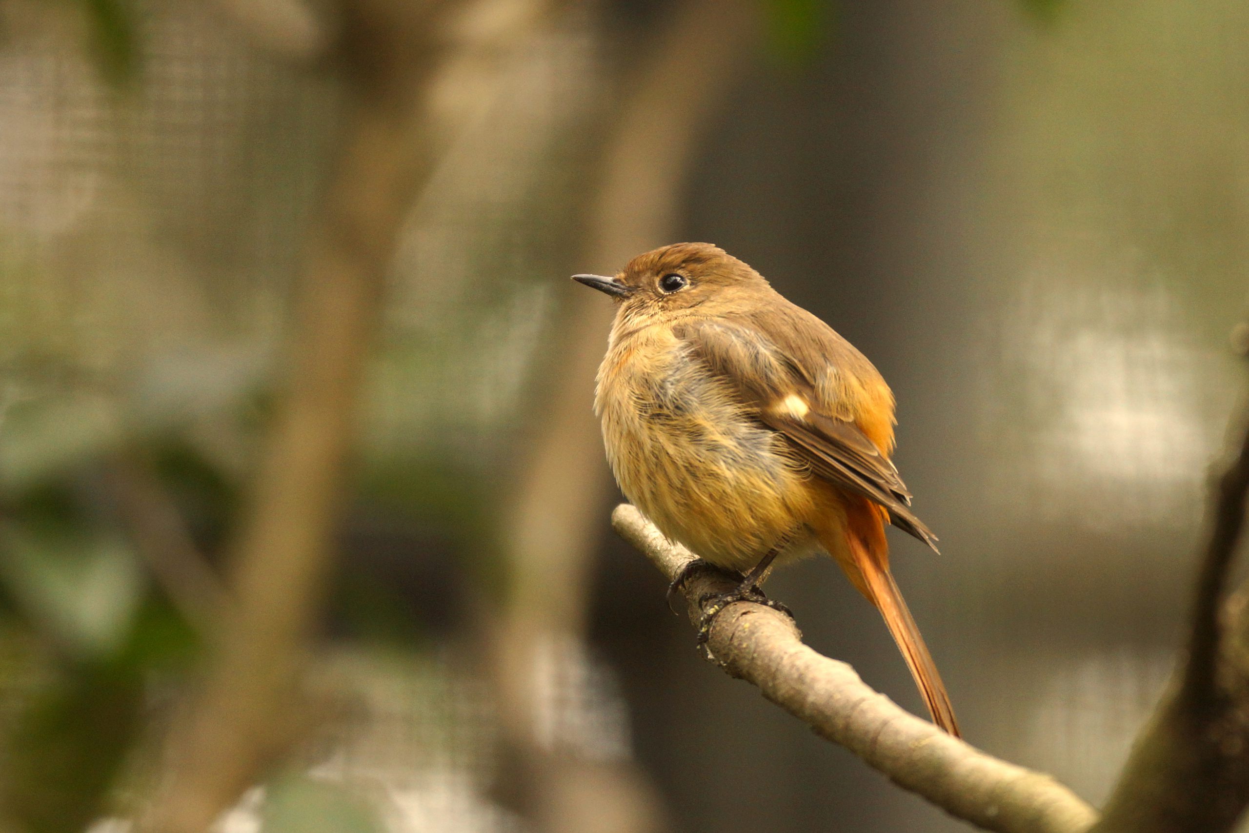 渡り鳥について うちのバックヤードのチラ見せ