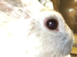 ウサギの目
