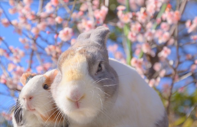 みなさんは初めて触った動物ってなんですか？