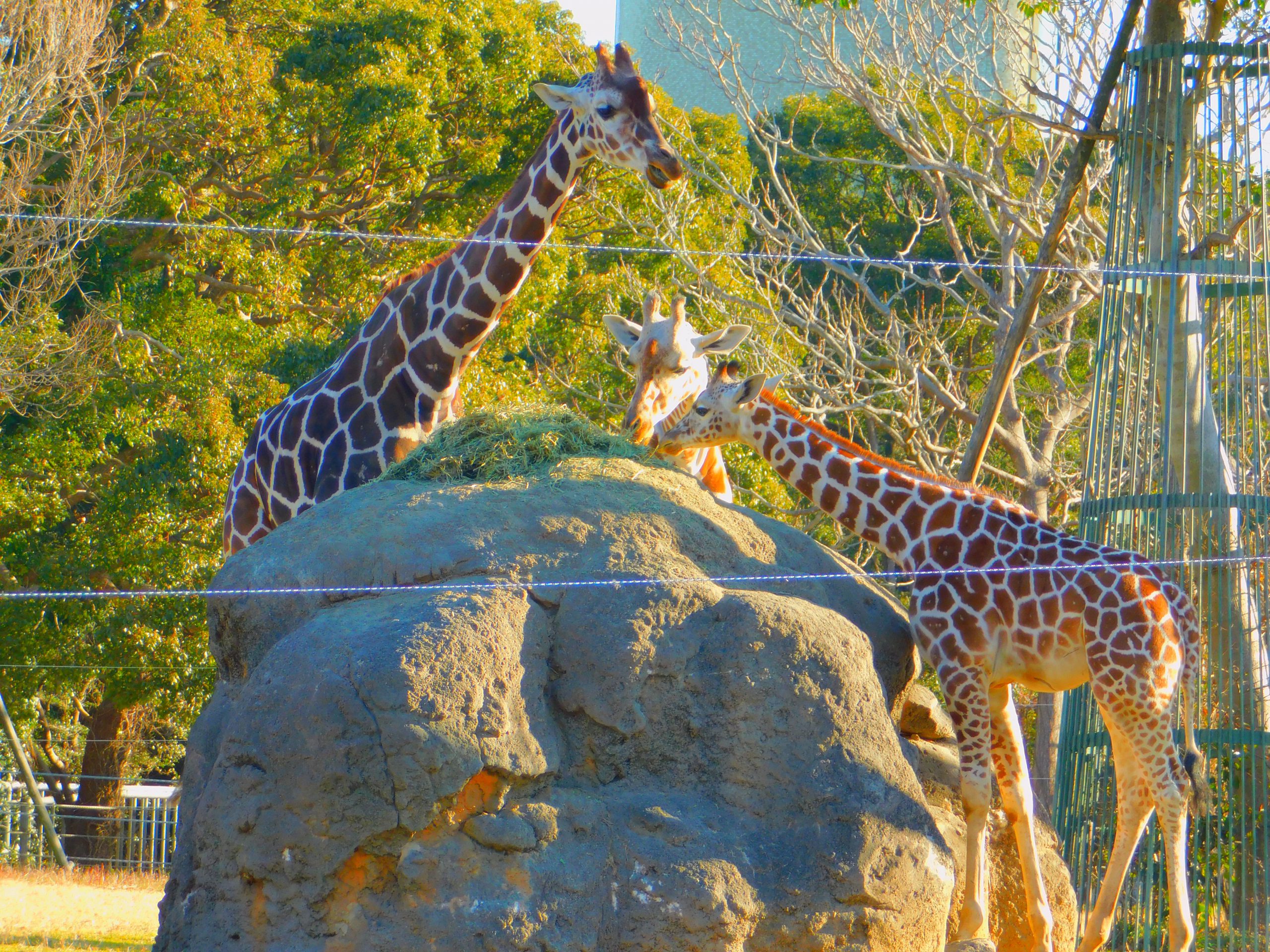 動物園ならでは。