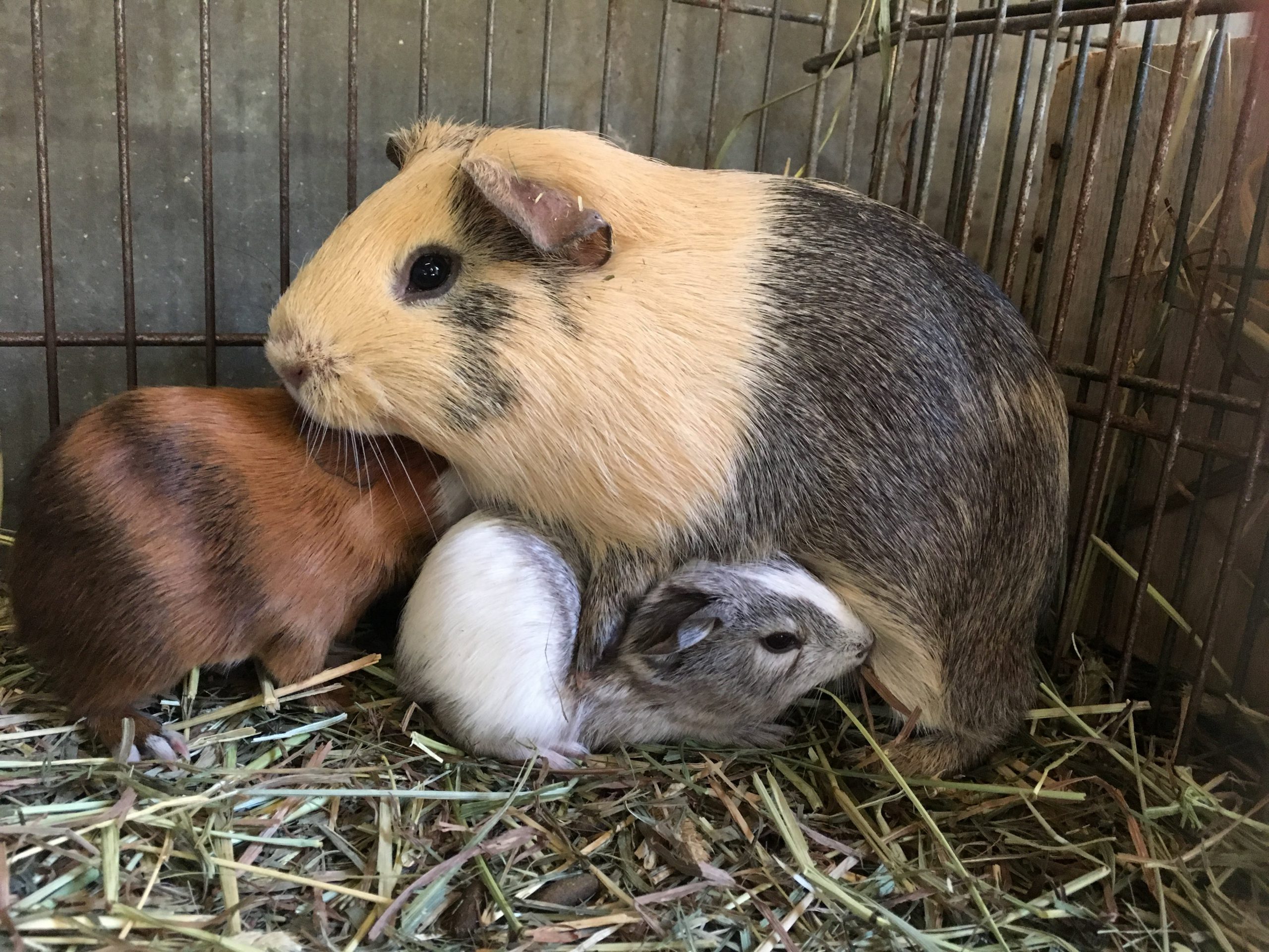 テンジクネズミの2018年振り返り