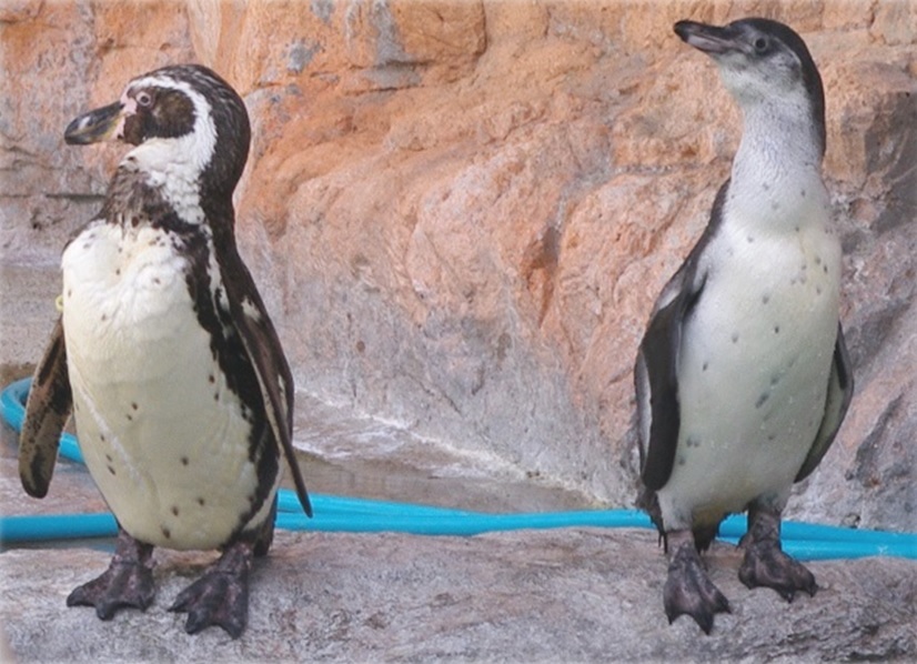 フンボルトペンギンの幼鳥