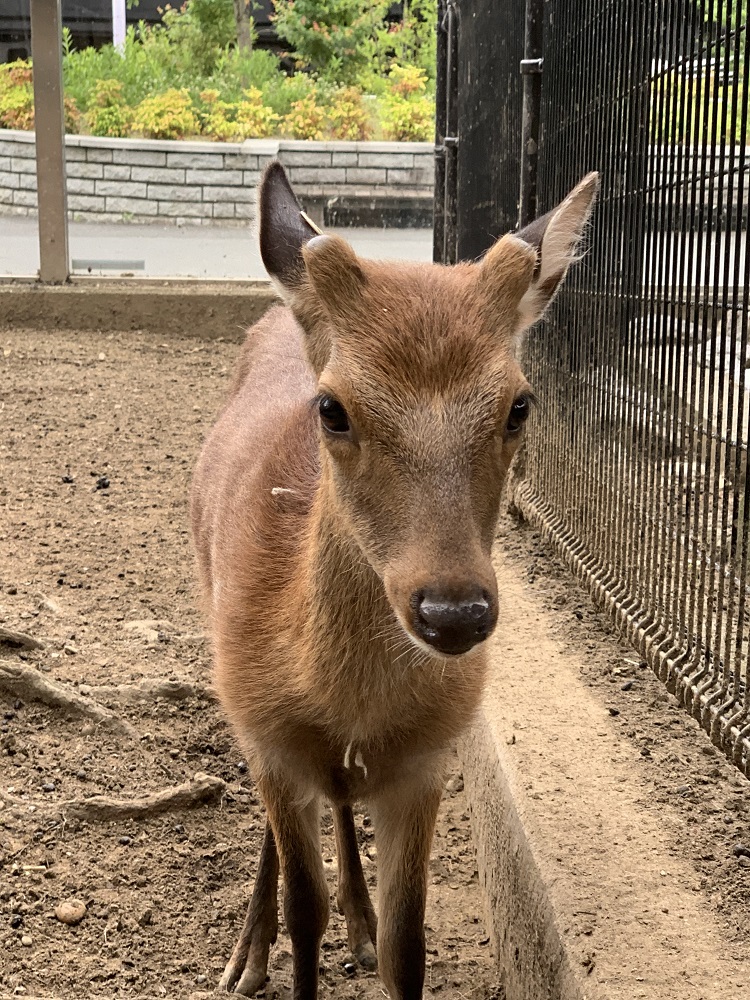 郷土の動物 ニホンジカ うちのバックヤードのチラ見せ