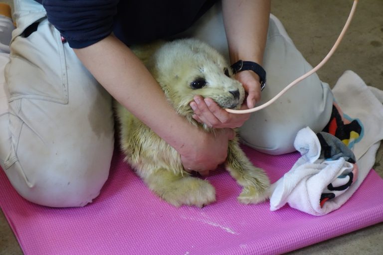 こんにちは、天使ちゃん