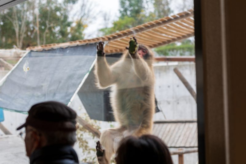 ニホンザルの採餌行動観察