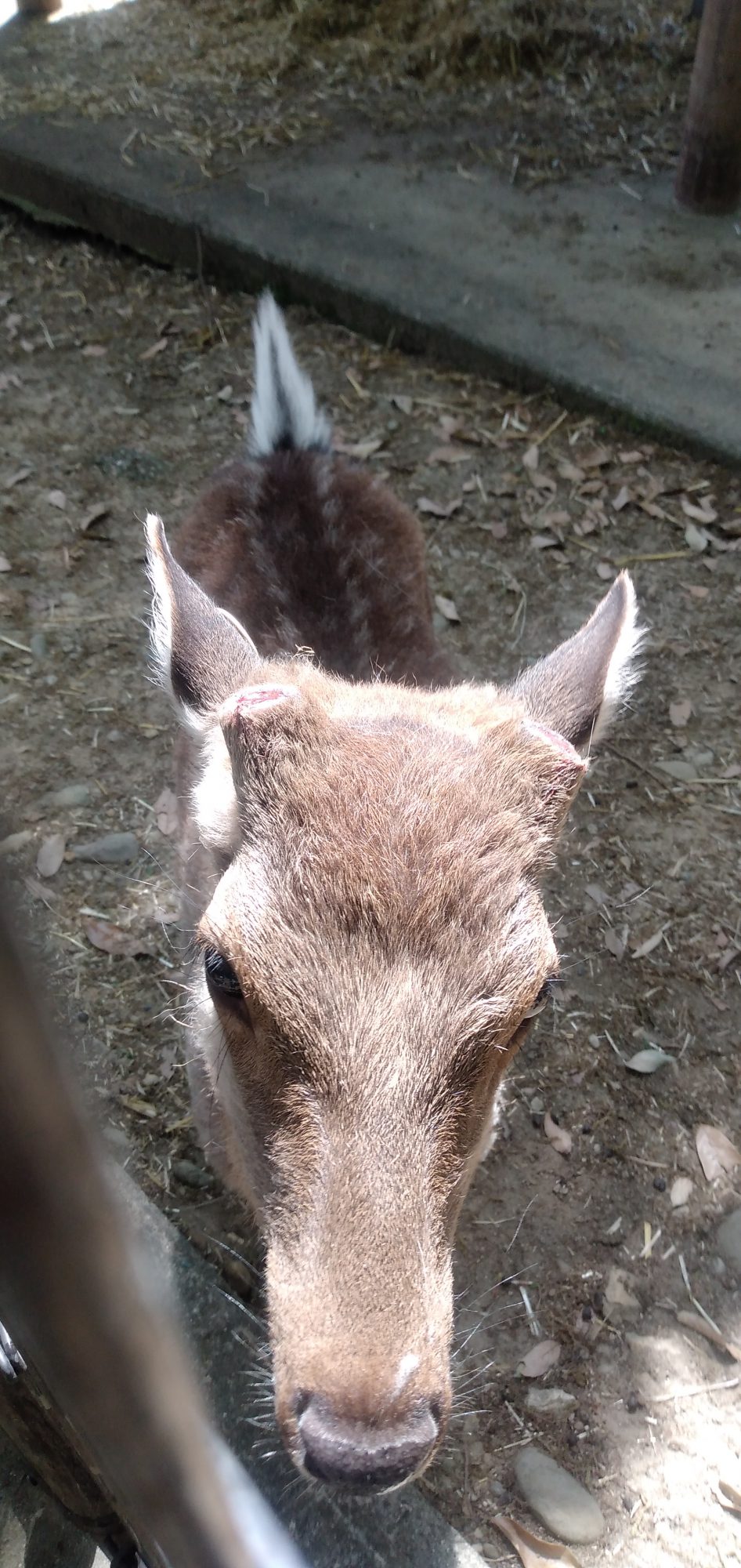 ヤクシカたちの成長