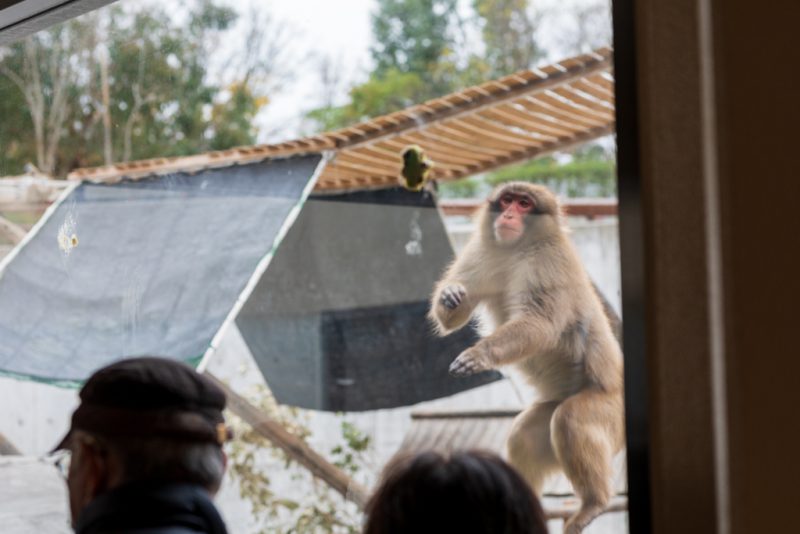 ニホンザルの採餌行動観察