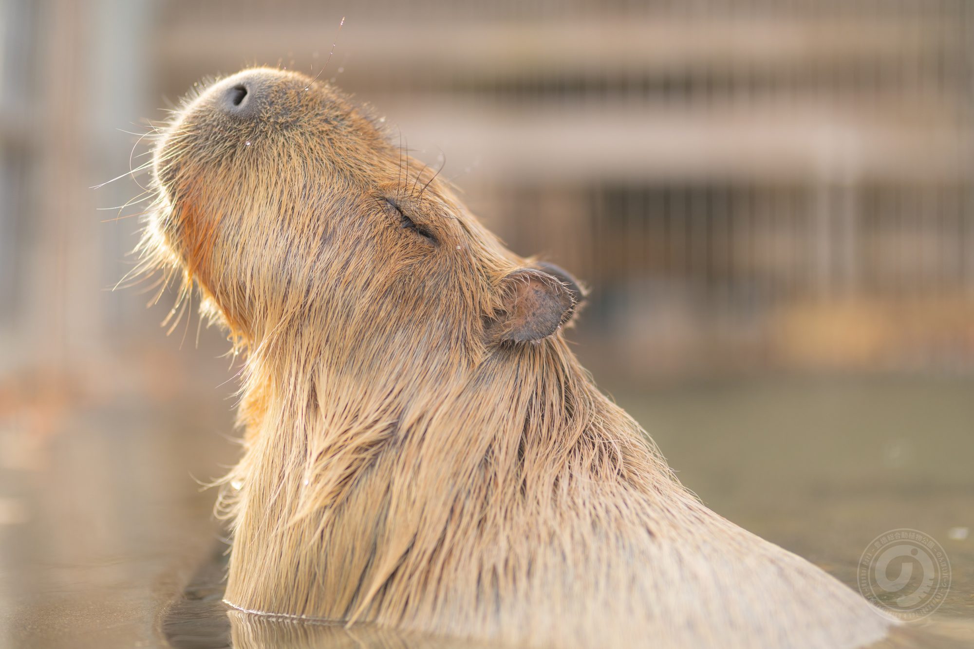 カピバラがほったらかし温泉につかっている様子