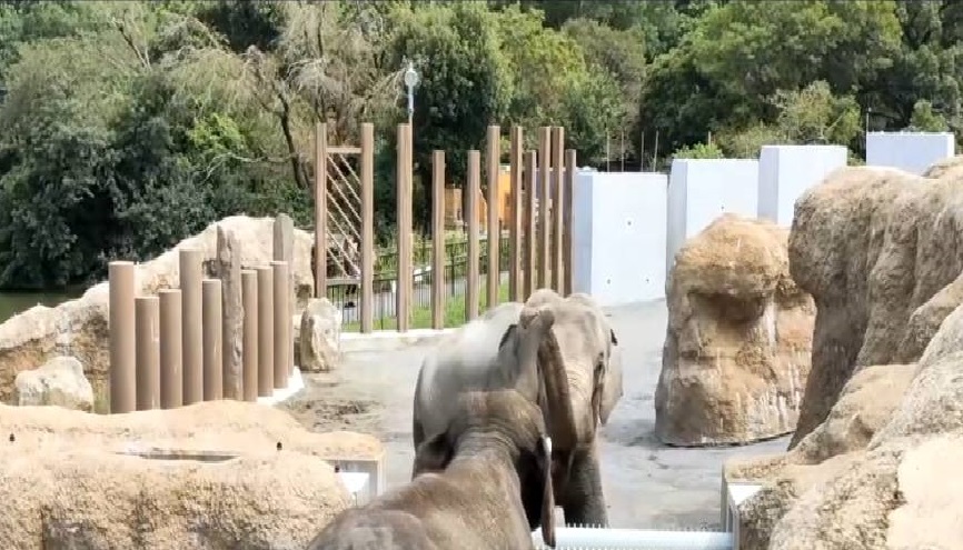 オスゾウ同士のコミュニケーション