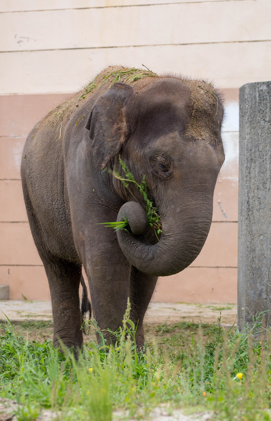 アジアゾウの食事