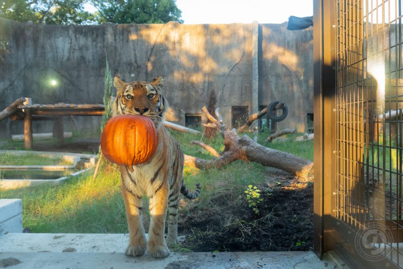 アムールトラのマリンとハロウィンのかぼちゃ