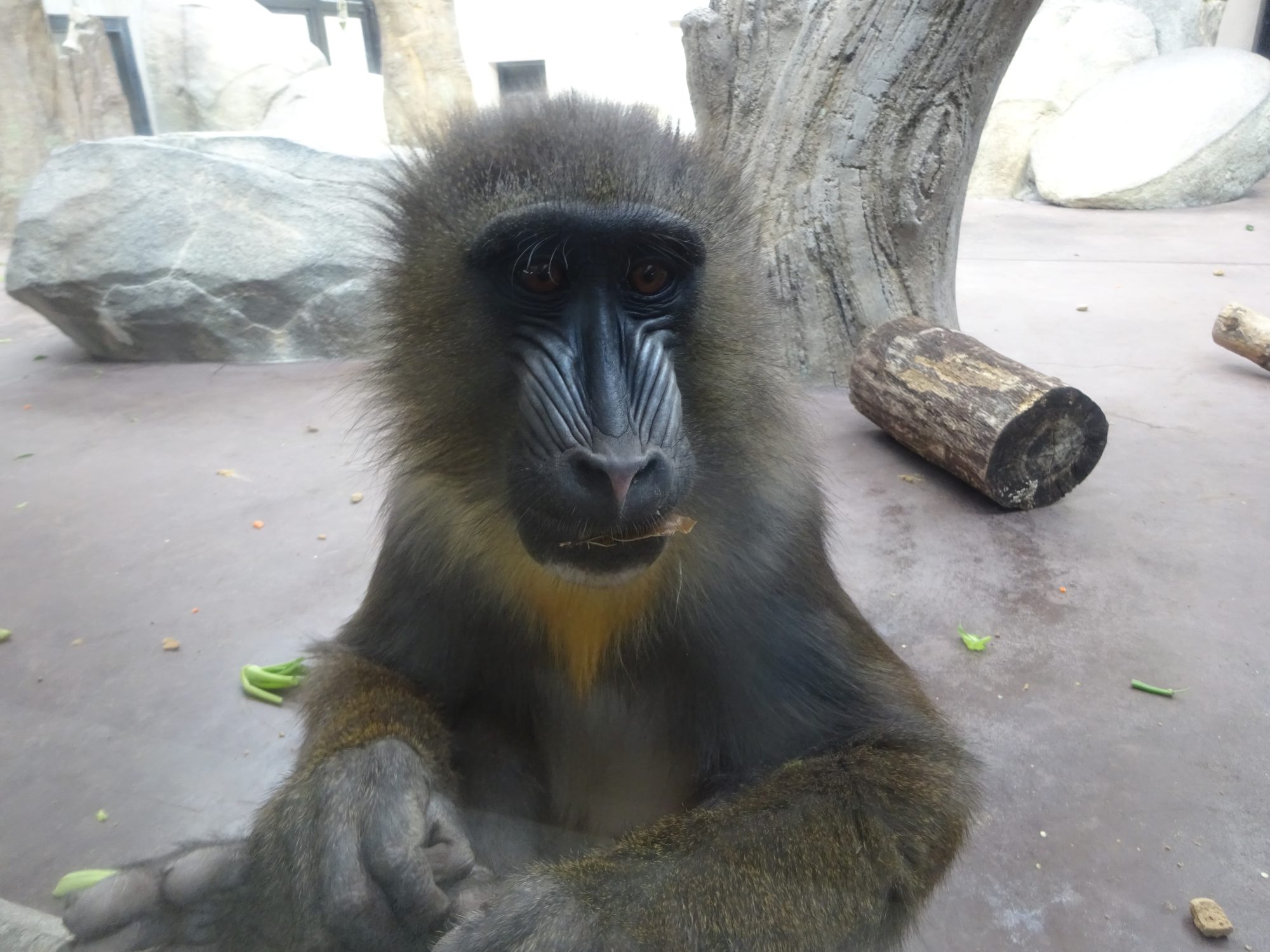 のんほいパークといえばマンドリル！