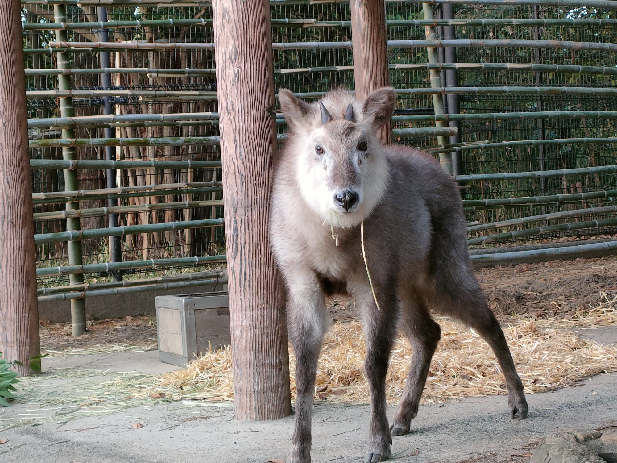 ニホンカモシカに新しい仲間が！