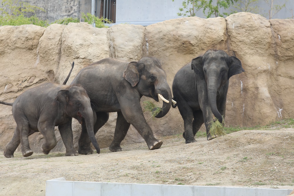 インドから来園したゾウ達について