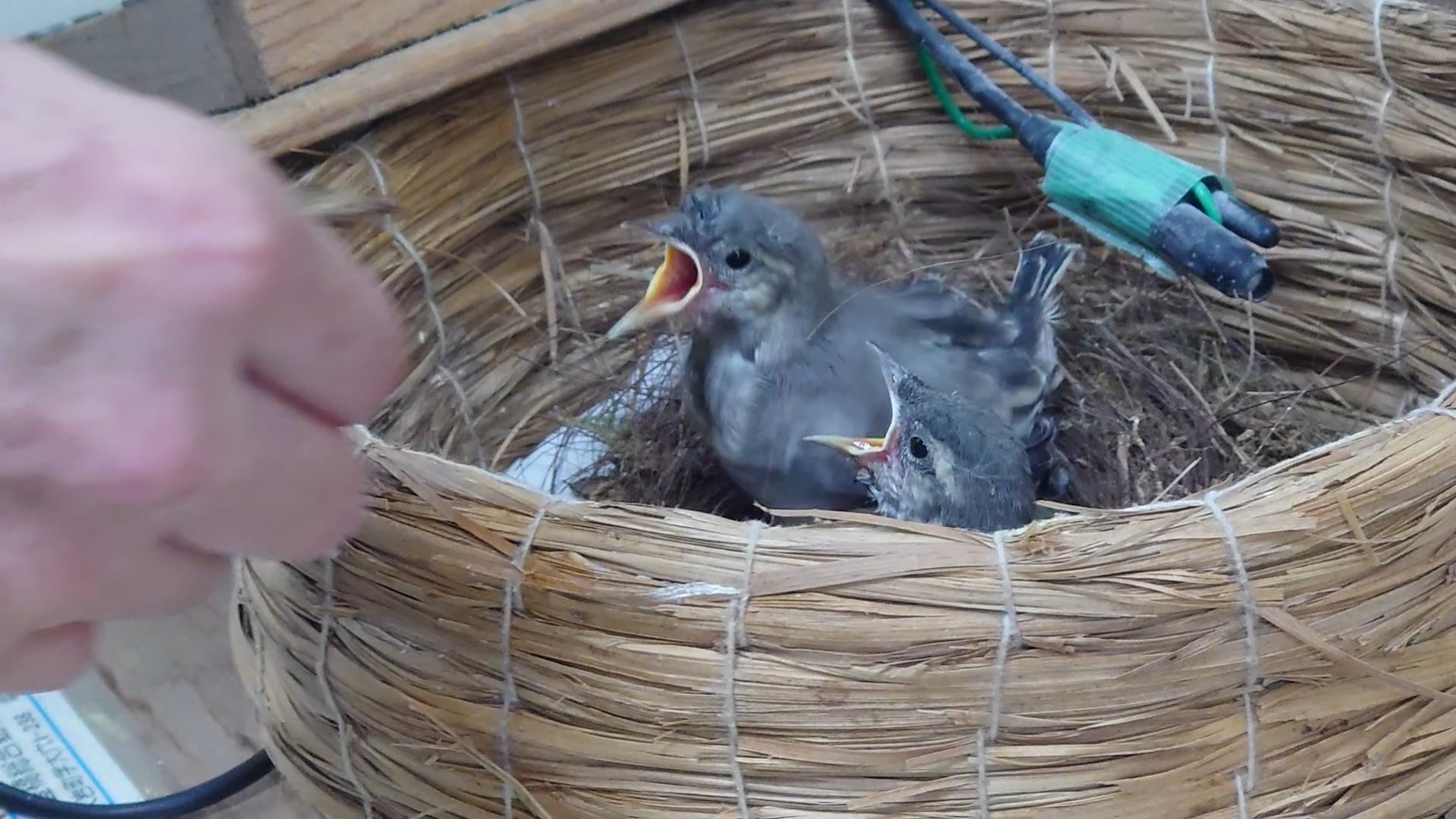 最近の野鳥園