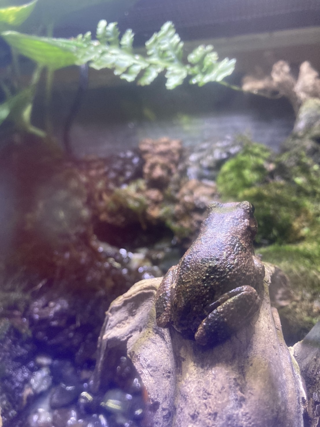 両生類の展示を開始して数カ月が経ち…悩みがつきません！