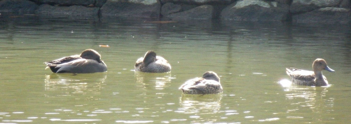 園長ブログ（２２）　鳥を守るために