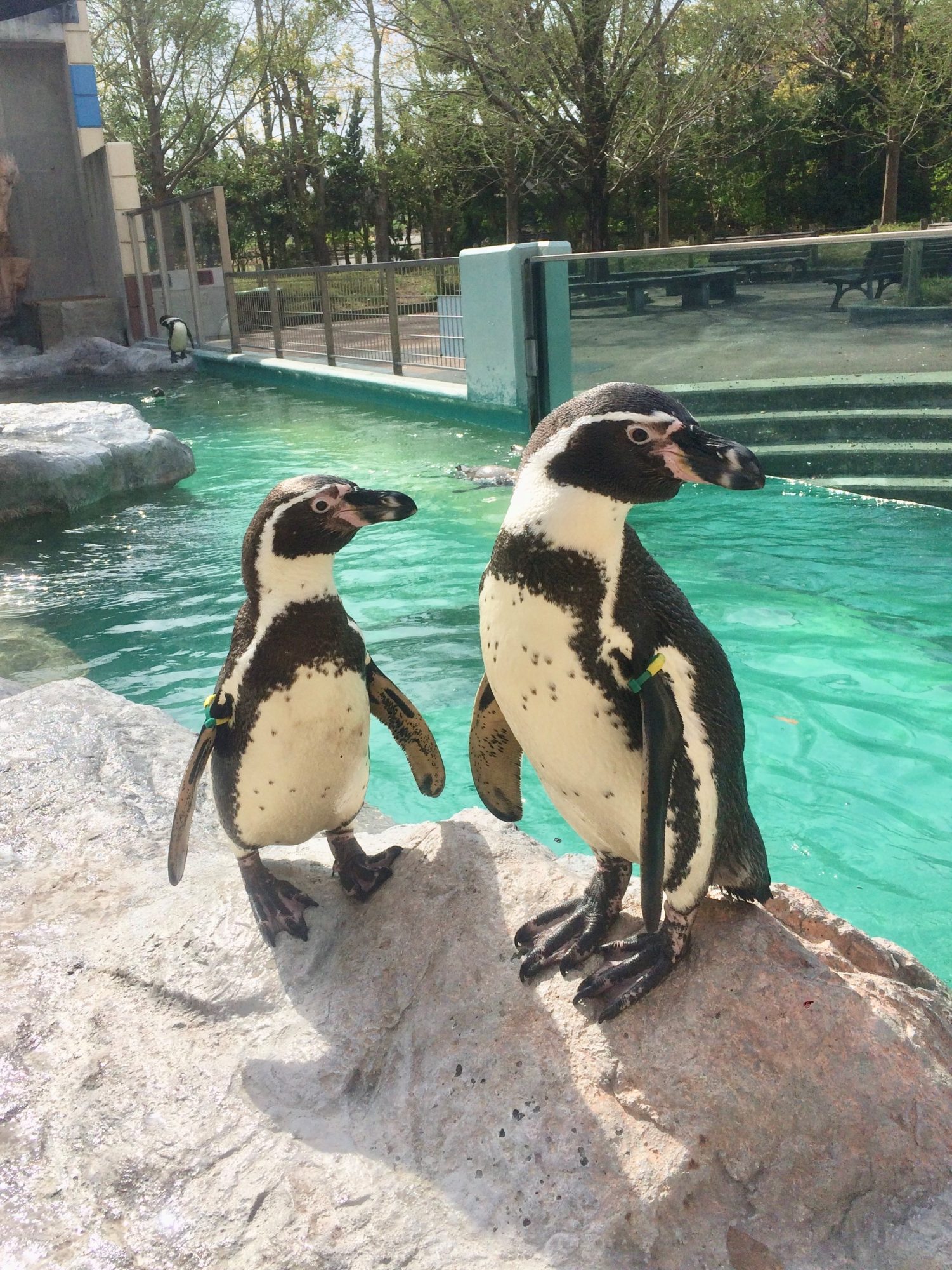 動物園で生きるということは