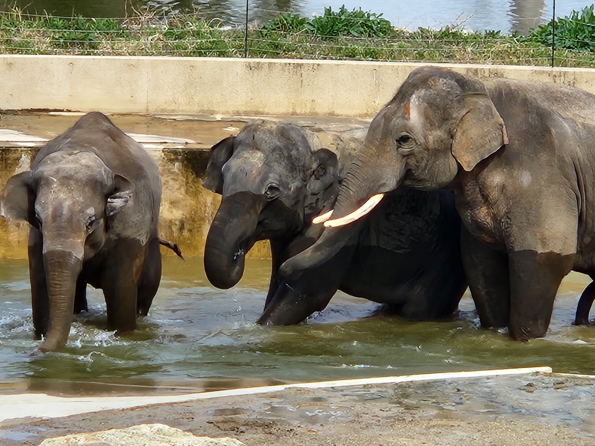 インドから来園した3頭の故郷「南インド」への旅