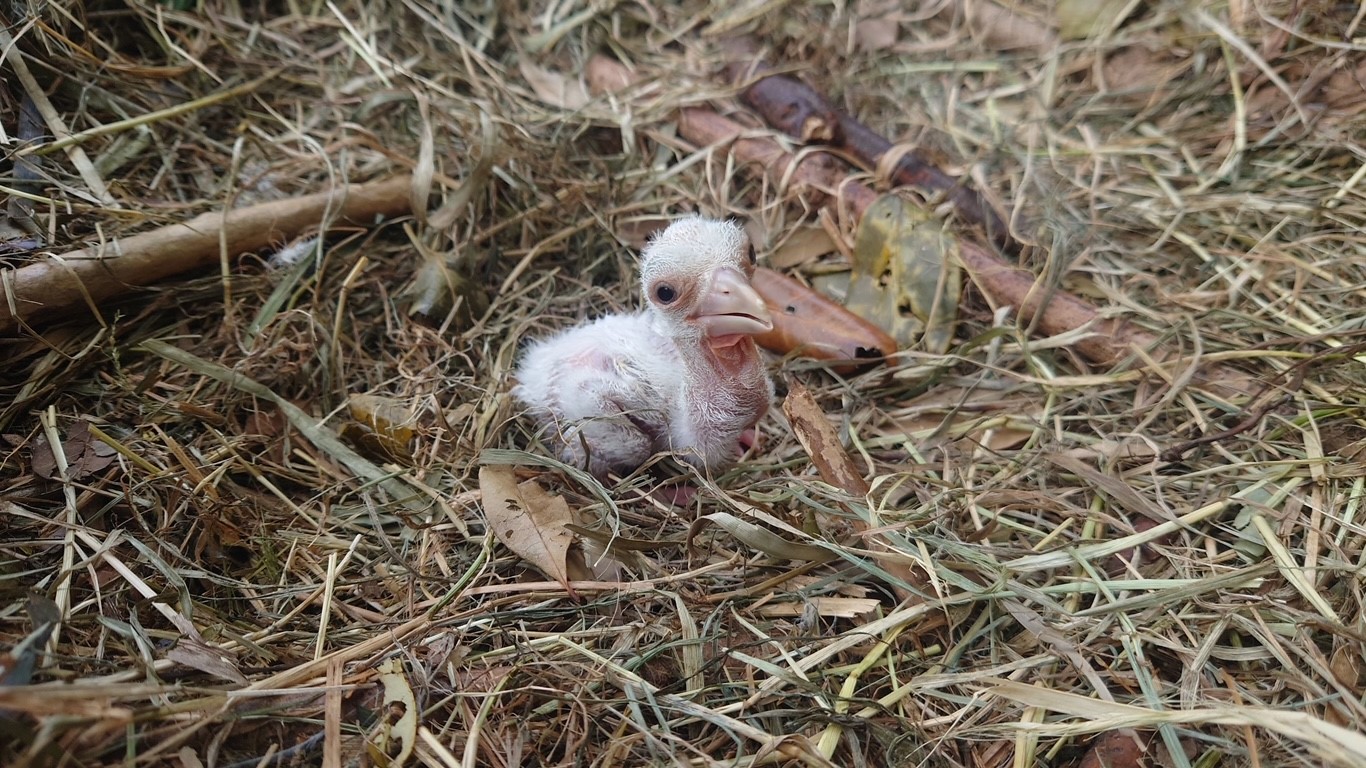 コウノトリの子育て