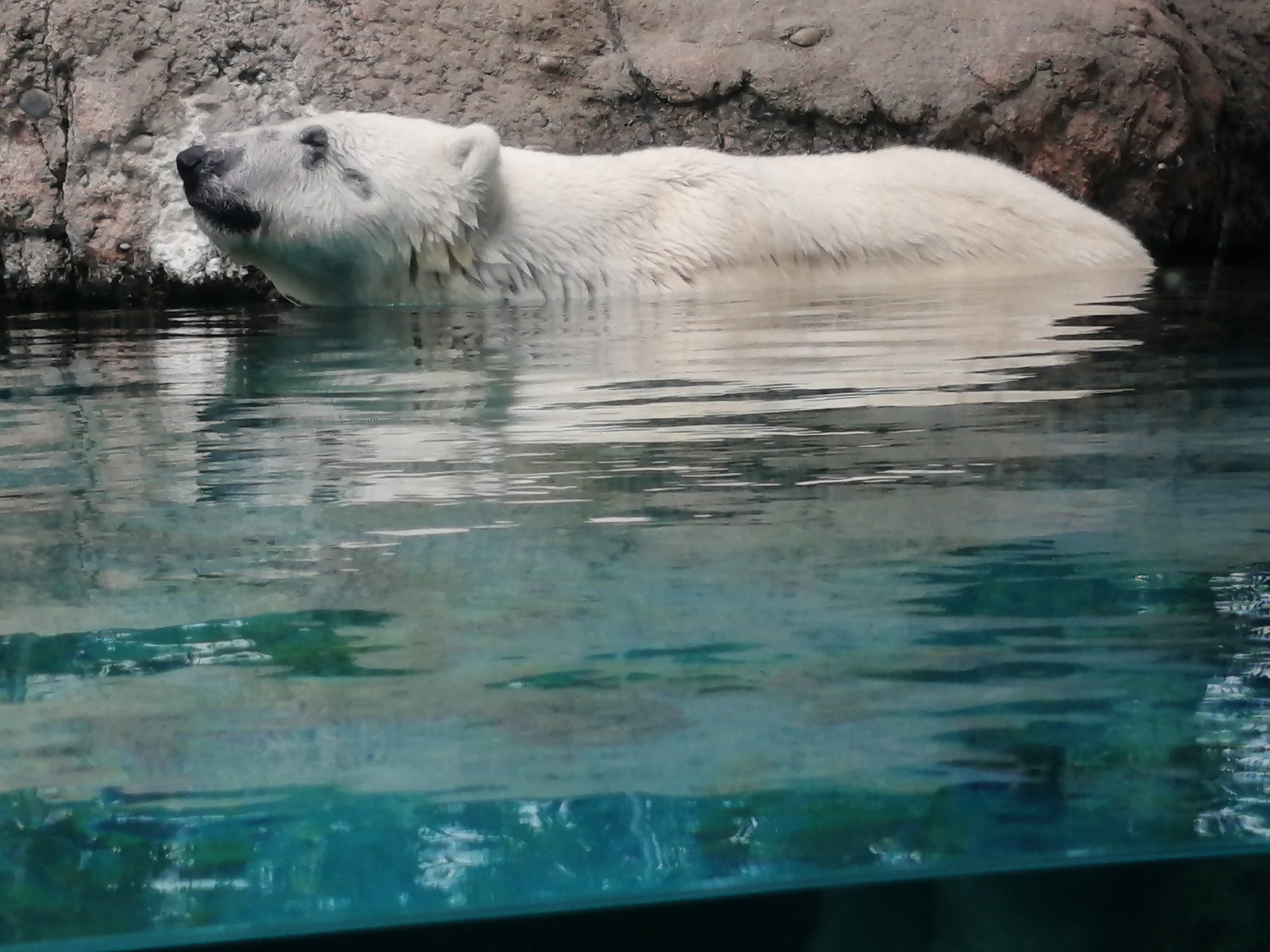 ホッキョクグマの夏