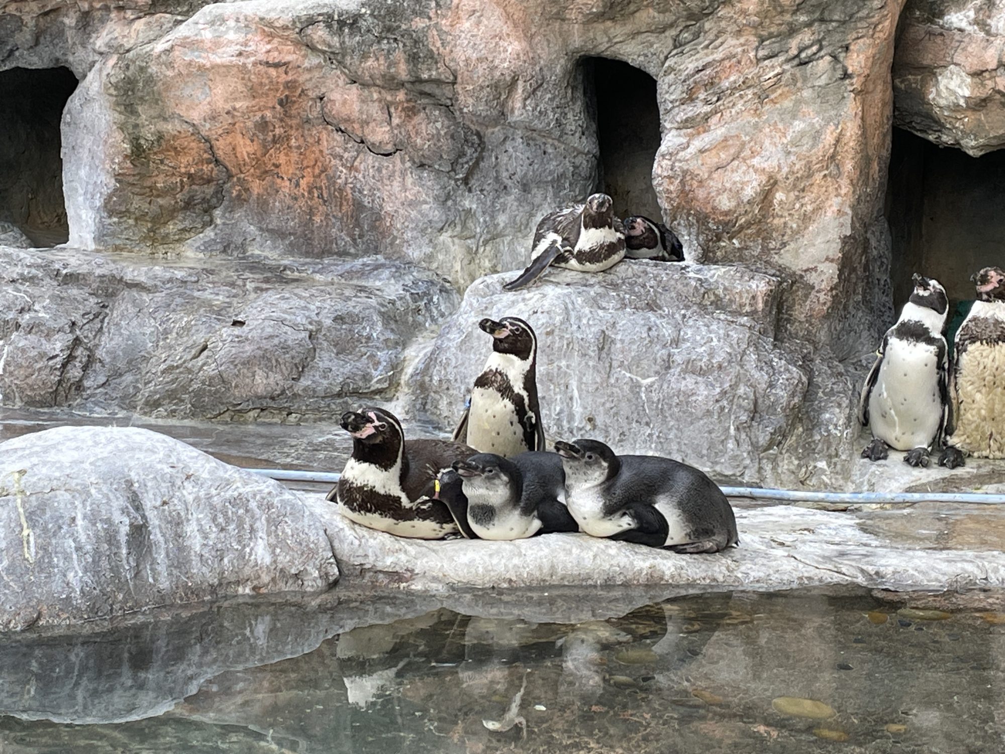 孵化したフンボルトペンギンの成長