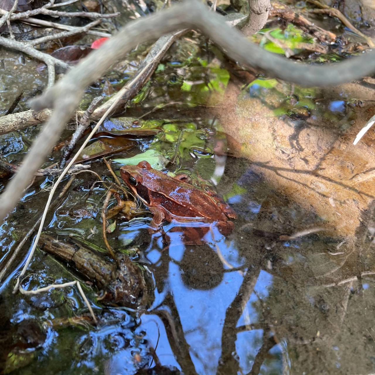 春がきた