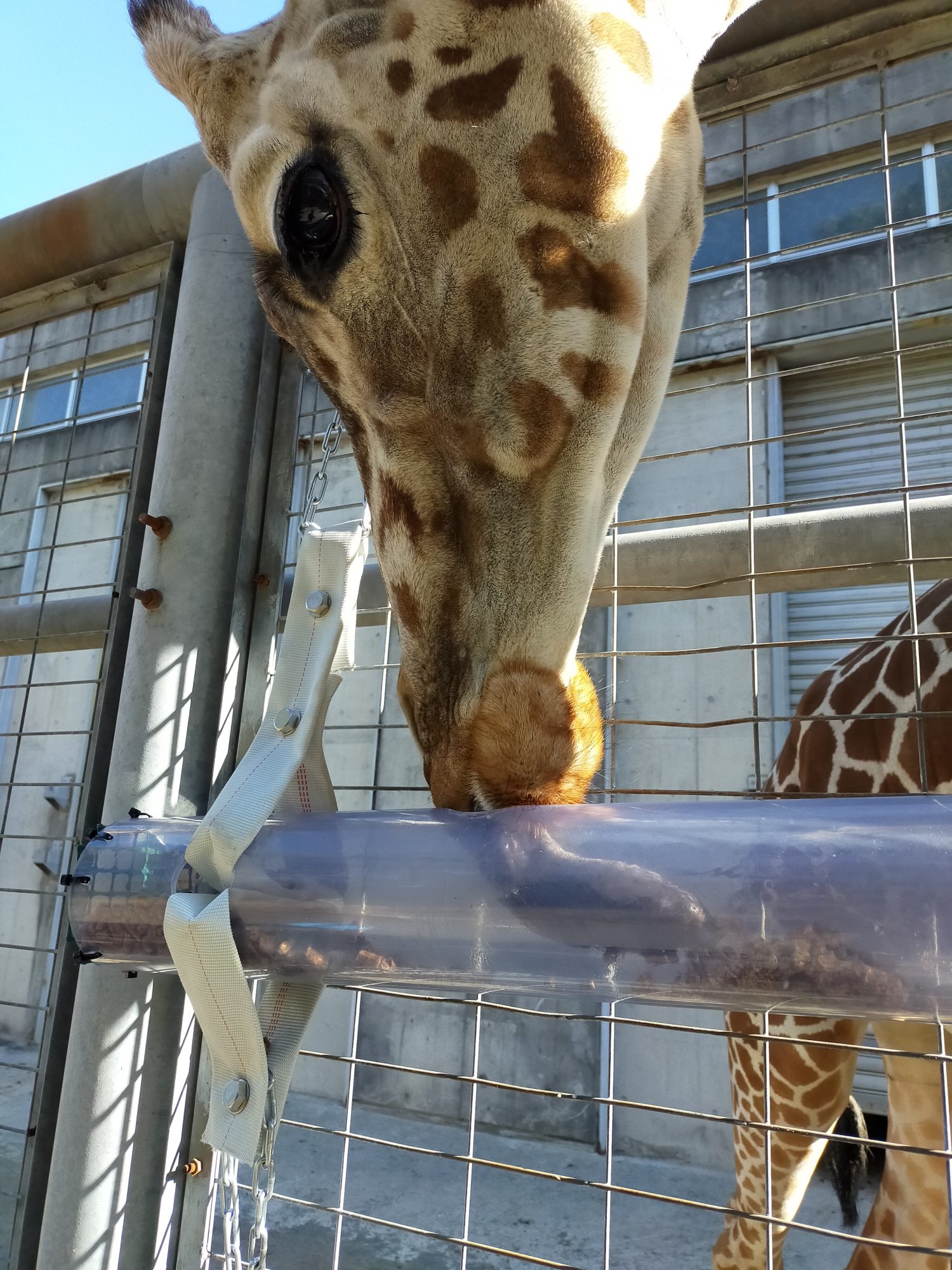 動物研究員のお仕事、豪華三本立て！！