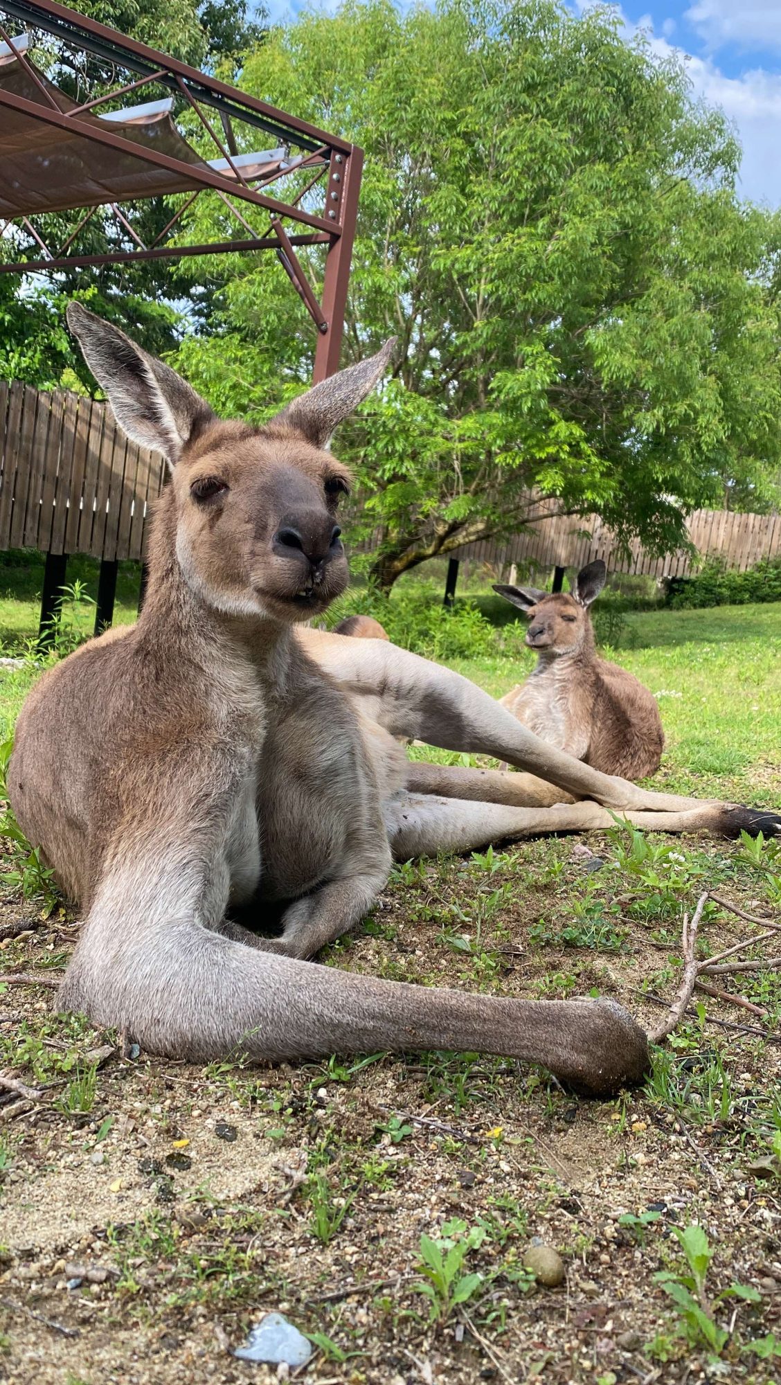 カンガルー、ワラルー、ワラビーと。