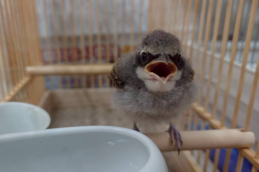 今年のアカモズの育雛と生き物の観察について