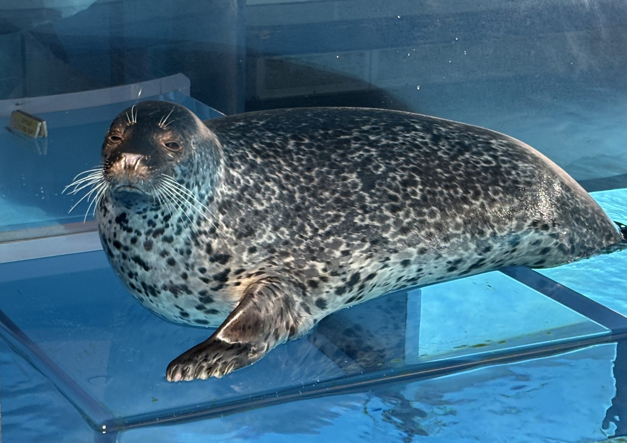 しらたまの採血成功！