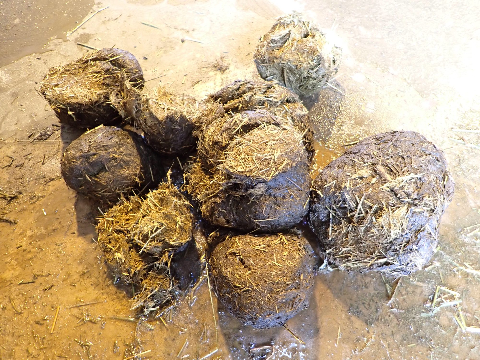 ゾウのうんちの話