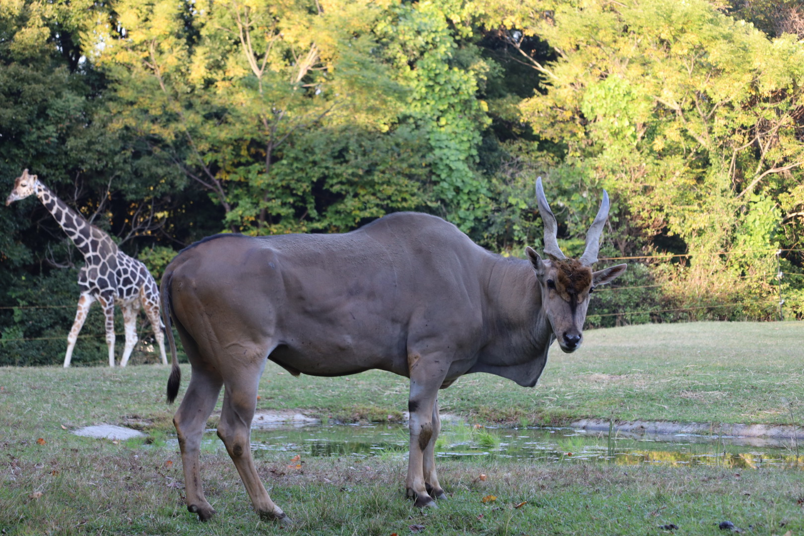 お待たせしました！展示場にビスコ降臨！