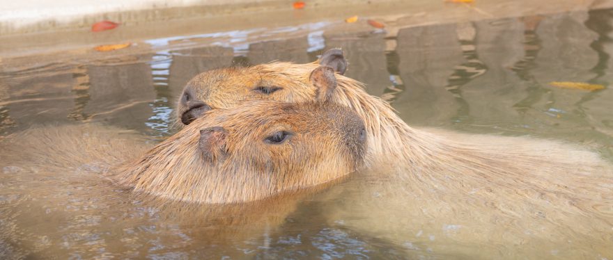 カピバラのお風呂