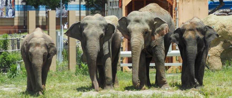 アジアゾウ 群れ飼育