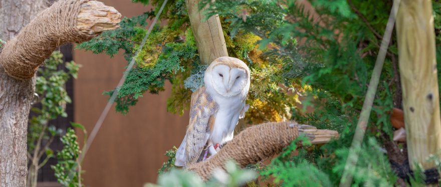 メンフクロウの係留展示